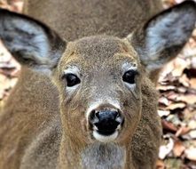 Wild Deer in a forest