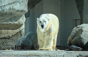 white polar bear in a zoo