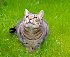 tabby cat hunts on the lawn
