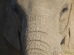 Portrait of Elephant Head