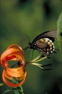 Colorful butterfly on the colorful gradient flower at blurred background