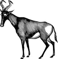 drawing of the African Antelope