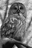 Black and white photo of the cute screech owl on the branch