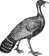 Bird Fowl Turkey drawing