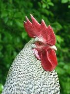 rooster with red crest on the farm