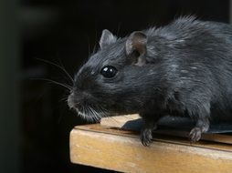 black domestic hamster