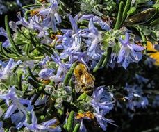 insects in flowers