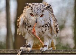 Colorful owl in the Wildpark Poing among the plants