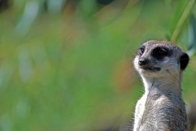 portrait pf Meerkat looks into the distance