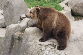 wild brown bear