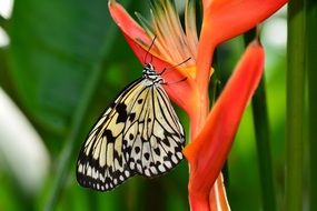 butterfly on an orange paradise flower