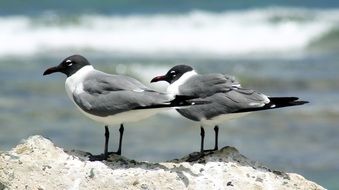 striking Seagulls Bird