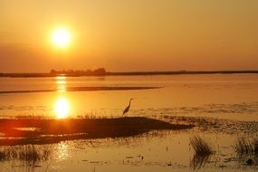 stork on the beach at sunset