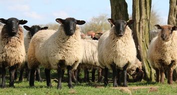 farm sheep on the spring meadow