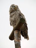 sleeping owl on a pole