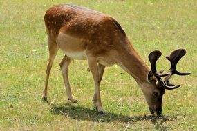 young deer in the pasture on a sunny day