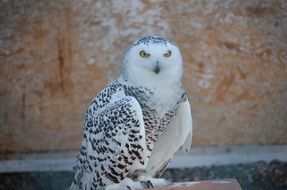 Snowy Owl