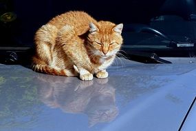 domestic cat on the car hood