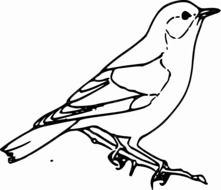 Australia Bird Sparrow drawing