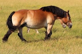 brown horse with black mane and tail