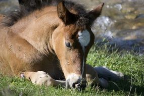 foal and horse resting on the grass