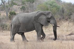 South Africa Elephant