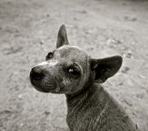portrait of a sad little dog