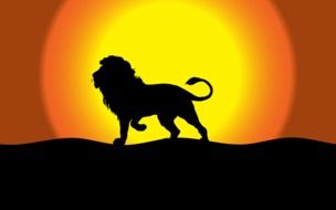 silhouette of a lion on a sunset background as an illustration