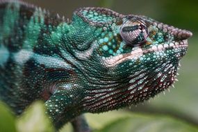 reptiles on the island of Madagascar