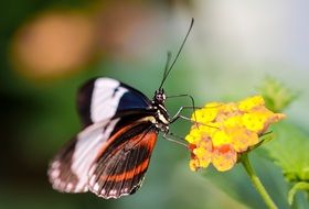 wonderful and beautiful whooper Swan Butterfly