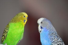 budgerigar