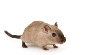 isolated beige mice