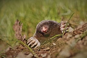Mole near burrows in the meadow