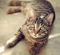 Cat lying on a ground