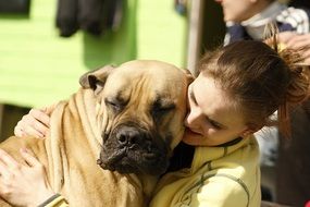 Dog Bordeaux Mastiffs and Girl