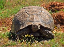 brown Turtle in wild, south africa