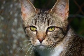 portrait of a young cat with green eyes