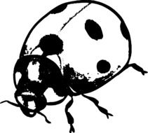Ladybug, black and white drawing