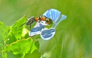 Wood Ant on a delicate flower