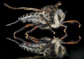 robber fly on black background