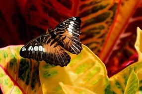 Brown Clipper Butterfly