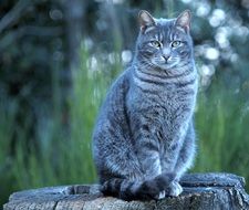 grey tabby Cat sits on tree stump outdoor