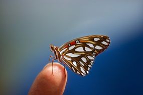 gorgeous beautiful Butterfly Insect