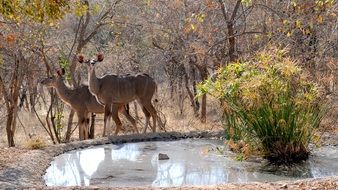 wild animals by the water