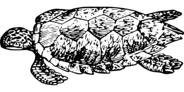 painted big turtle as black and white illustration