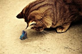 Cat with butterfly Sepia photo