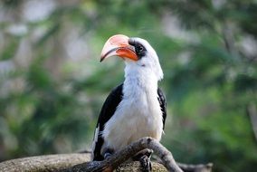 Tropical hornbill bird