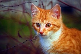 young red mackerel tabby Cat portrait