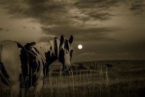 Landscape with the horse and moon