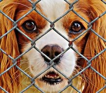 dog behind the net